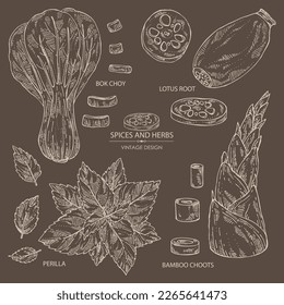 Collection of herbs and spices: perilla, bamboo shoots,  lotus root and bok choy. Vector hand drawn illustration.