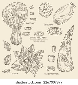 Collection of herbs and spices: perilla, bamboo shoots,  lotus root and bok choy. Vector hand drawn illustration.