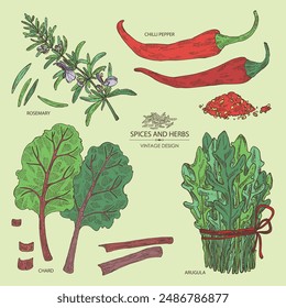 Collection of herbs and spices: rosemary, chard, arugula, chilli pepper. Vector hand drawn illustration.