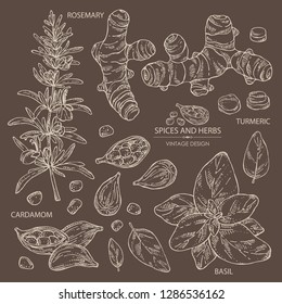 Collection of herbs and spices: rosemary, turmeric root, basil and cardamom. Vector hand drawn illustration.