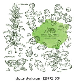 Collection of herbs and spices: rosemary, turmeric root, basil and cardamom. Vector hand drawn illustration.