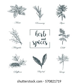 Collection of herbs and spices skech vector. Set  herbs