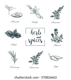 Collection of herbs and spices skech vector. Set medicinal herbs