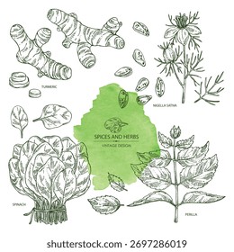 Coleção de ervas aromáticas e especiarias: raiz cúrcuma, nigella sativa, espinafre, perilla. Ilustração desenhada à mão vetorial.