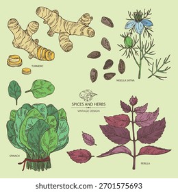 Collection of herbs and spices: turmeric root, nigella sativa, spinach, perilla. Vector hand drawn illustration.