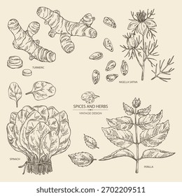 Coleção de ervas aromáticas e especiarias: raiz cúrcuma, nigella sativa, espinafre, perilla. Ilustração desenhada à mão vetorial.