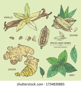 Collection of herbs and spices: vanilla flower and pod, ginger root. sesame and mit leaves. Vector hand drawn illustration