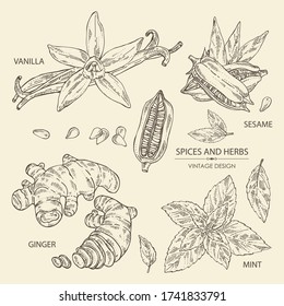 Collection of herbs and spices: vanilla flower and pod, ginger root. sesame and mit leaves. Vector hand drawn illustration