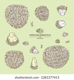 Collection of hericium erinaceus: piece of lion's mane mushroom, hericium erinaceus mushrooms. Vector hand drawn mushroom illustrations