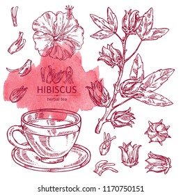 Collection of hibiscus and cup of tea. Herbal tea. Vector hand drawn illustration.