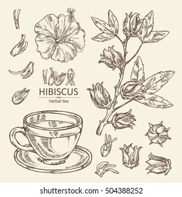 Collection of hibiscus and cup of tea. Herbal tea. hand drawn, 