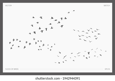 Sammlung von handgezeichneten, handgezeichneten Vektorgrafiken von Vogelbeständen, realistische Zeichnungen von Acacia-Silhouetten, Skizze