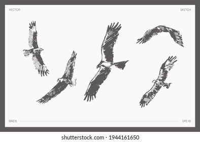 Collection of high detail hand drawn vector illustration of flying eagles, realistic drawing, sketch