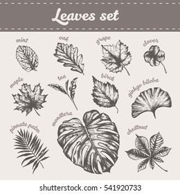 Collection of high detailed different type of leaves, hand drawn vector illustration