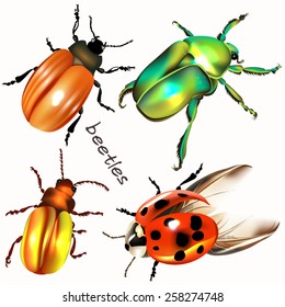 Collection of high detailed vector colored bugs for design