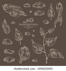 Collection of highlander multiflorous: fo ti plant and fo ti root. Polygonum Multiflorum. Cosmetic and medical plant. Vector hand drawn illustration