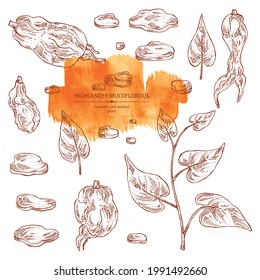 Collection of highlander multiflorous: fo ti plant and fo ti root. Polygonum Multiflorum. Cosmetic and medical plant. Vector hand drawn illustration