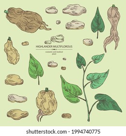 Collection of highlander multiflorous: fo ti plant and fo ti root. Polygonum Multiflorum. Cosmetic and medical plant. Vector hand drawn illustration