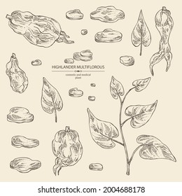 Collection of highlander multiflorous: fo ti plant and fo ti root. Polygonum Multiflorum. Cosmetic and medical plant. Vector hand drawn illustration