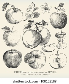 Collection of highly detailed hand drawn apples.