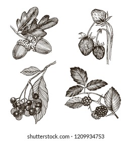 Collection of highly detailed hand drawn acorn, strawberries, oak leaves and blackberry isolated on white background. Vector design