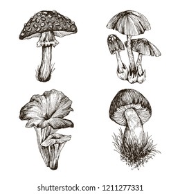 Colección de hongos dibujados a mano muy detallada, aislados de fondo blanco. Bollos y rebozuelos comestibles. Cápsula de muerte de setas venenosas y mosca agaric. Diseño de vectores