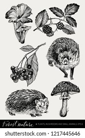 Collection of highly detailed hand drawn mushrooms, strawberries, blackberry and hedgehog isolated on white background. Vector design