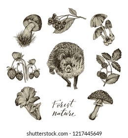 Collection of highly detailed hand drawn mushrooms, strawberries, blackberry and hedgehog isolated on white background. Vector design