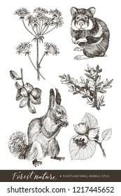 Collection of highly detailed hand drawn berries, nuts, fir branch, squirrel and hamster isolated on white background. Vector design