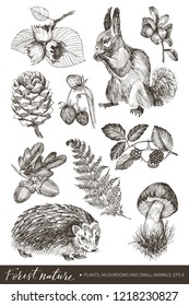 Collection of highly detailed hand drawn berries, nuts, cone, mushroom, fern, squirrel and hamster isolated on white background. Vector design