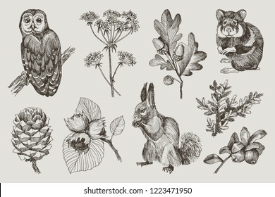 Collection of highly detailed hand drawn owl, hamster, squirrel, acorns, fir branch, berries, pine cone, hazelnut isolated on background. Vector design