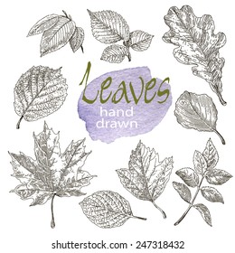 Collection of highly detailed hand drawn leaves isolated on white background. Watercolor blot. Botany  background.