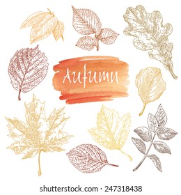 Collection of highly detailed hand drawn leaves isolated on white background. Watercolor blot. Autumn background.