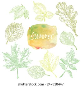 Collection of highly detailed hand drawn leaves isolated on white background. Watercolor blot. Summer background.