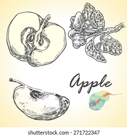Collection of highly detailed hand drawn apples. Vector illustration in sketch style
