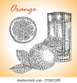 Collection of highly detailed hand drawn orange. Orange juice vector illustration in sketch style.