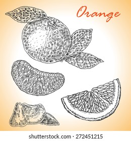 Collection of highly detailed hand drawn orange. Vector illustration in sketch style.