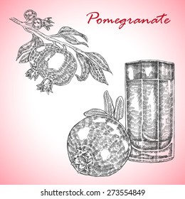 Collection highly detailed hand drawn pomegranate. Pomegranate fruit vector illustration in sketch style