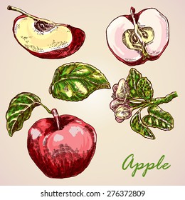Collection of highly detailed hand drawn apples. Red apples vector illustration. Eco food set