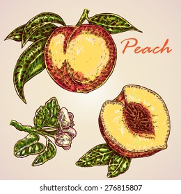 Collection of highly detailed hand drawn peach. Fruit peach vector illustration. Eco food set