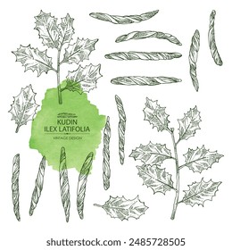 Collection of holly broadleaf: plant, kudin leaves and holly broadleaf dry leaves. Kudin tea. Vector hand drawn illustration.