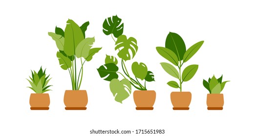 Collection home plants. Potted plants isolated on white. Vector set green tropical plants. Trendy home decor with indoor plants, planters, cacti, tropical leaves. Flat.