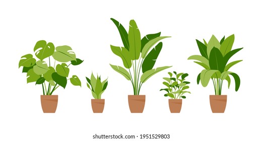 Collection home plants. Potted plants isolated on white. Vector set green tropical plants. Trendy home decor with indoor plants, planters, tropical leaves. Flat.