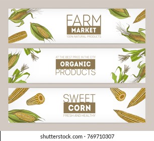 Collection of horizontal banner templates with realistic hand drawn cobs of sweet corn or corncobs on white background. Vector illustration for farm market advertisement, organic products promotion.