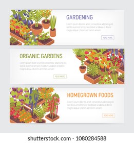 Collection of horizontal web banners with plants growing in pots and planters, place for text on white background. Homegrown food, home garden, organic gardening. Colorful vector illustration