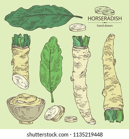 Collection of horseradish: horseradish root, leaves and a piece of horseradish root. Vector hand drawn illustration.