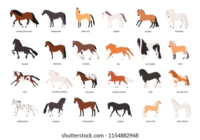 Collection of horses of various breeds isolated on white background. Bundle of gorgeous domestic equine animals of different types and colors. Colorful vector illustration in flat cartoon style