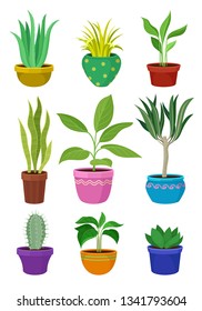 Collection of house plants in colorful pots.