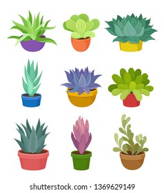 Collection of house plants in colorful pots.