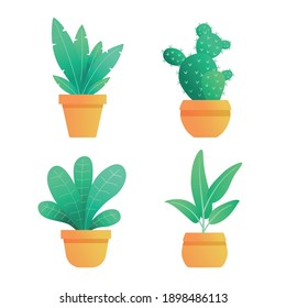 Collection of house plants in a pot